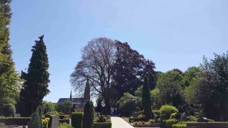 Rettungsversuche der Blutbuche am Friedhof Häsenberg